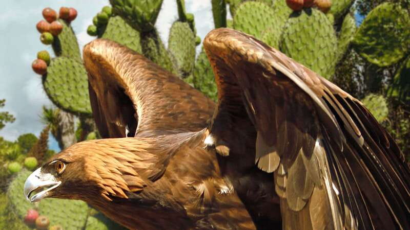 Puebla Africam Safari Park, Live an Unforgettable Adventure! - Four hours across six animal areas