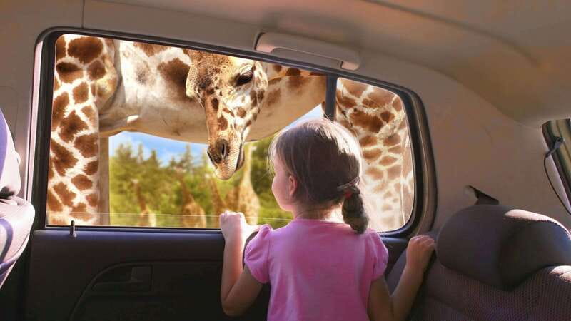 Puebla Africam Safari Park, Live an Unforgettable Adventure! - Leaving Puebla’s Zócalo for the park