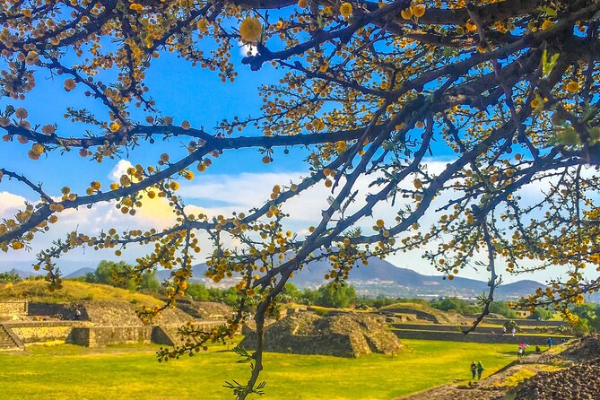 VIP Teotihuacan & Guadalupe Shrine Tour: A Journey Through Time - Walking the Avenue of the Dead