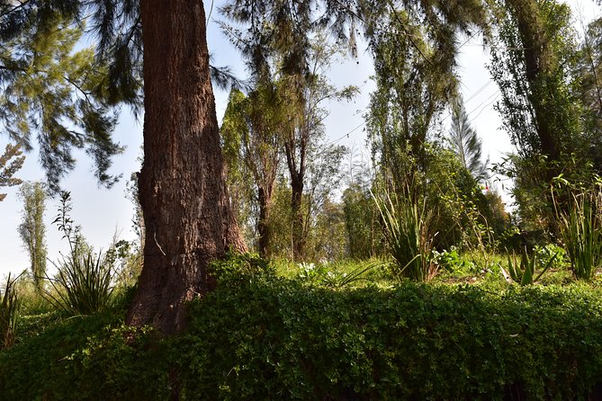 Xochimilco & Coyoacán Private Tour: Canals, Markets & Local Food - Who should book this Coyoacán and Xochimilco tour?