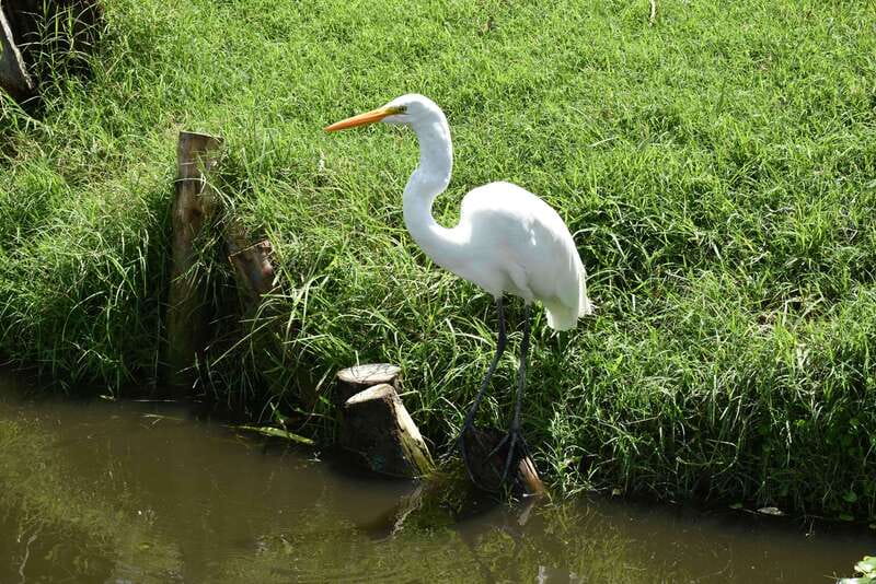 Xochimilco Ecological Tour – Away From the Crowds (3 Hours) - Should you book the ecological reserve tour?