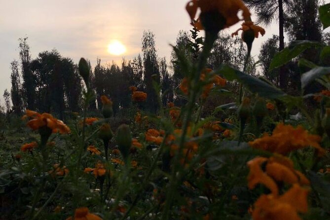 Xochimilco Sunrise from Mexico - Brunch Made by Don Francisco